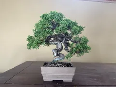 盆栽　糸魚川真柏　山木　文人　双幹 盆栽 糸魚川真柏 山木 文人 双幹