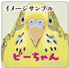 送料無料　セキセイインコ　インコ　セミオーダーメイド「文字インコ・ステッカー」（約６０ｍｍ×約６０ｍｍ）３枚セット🎵