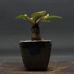 "Euphorbia ramena" ユーフォルビア ラメナ 管理2134