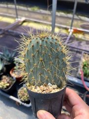 Opuntia echios　オプンチア　ガラパゲイア　エキオス　ガラパゴス団扇　黄刺　青肌