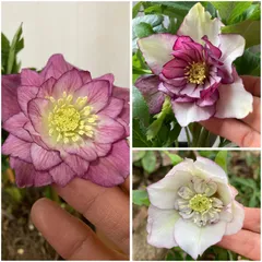 ちぃ⭐︎Qクリスマスローズ　2024年発芽　交配苗　ネコポス ちぃ⭐︎様専用Qクリスマスローズ 2024年発芽 交配苗 ネコポス