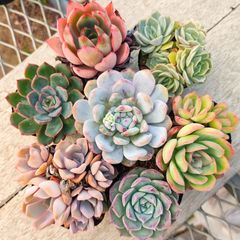 多肉植物 エケベリア 7種セット bs2 抜き苗 - メルカリ