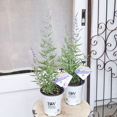 花苗 PW ロシアンセージ デニムレース 4号 宿根草 シルバーリーフ ブルー 青い花 ナチュラル 丈夫