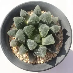 雪うさぎ TK-10-68 ハオルチア 写真の子をお届け 多肉植物 ハオルチア通販 多肉植物販売