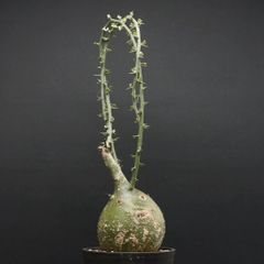 "Adenia pseudoglobosa" アデニア プセウドグロボーサ 管理2035
