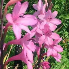 ワトソニアの球根(ピンク)5球 Watsonia 5球 整然と並んで咲くワトソニア 球根の通販 by 増殖