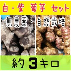 ☆約３キロ☆ 紫菊芋 白キクイモ 神奈川産