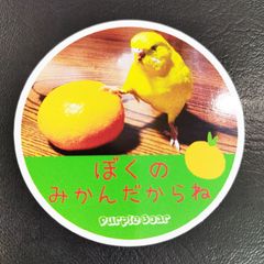 送料無料　セキセイインコ　インコ「インコ　ぼくのみかんだからね　ステッカー」（約６０ｍｍ×約６０ｍｍ）