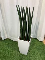 サンスベリア スタッキー A5 室内 観葉植物 インテリア