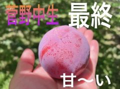 山梨県産　スモモ(菅野中生)  訳ありコンパクト
