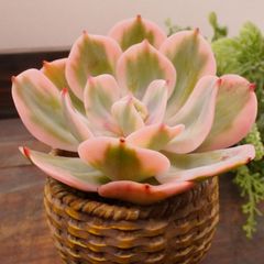 MA148	インブリカタ錦	【イータニク】多肉植物　韓国苗　第四種郵便発送
