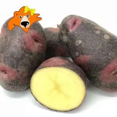 2026年最新】デストロイヤ 10kgの人気アイテム - メルカリ