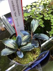ブセファランドラ ソルディデュラ ブルー　A Bucephalandra sordidula blue