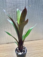 ビルベルギア ビードルマン Billbergia 'Beadleman' （`Domingos Martins'×`Hellfire')　キンクマ農園☆B00017