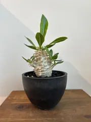 パキポディウム　恵比寿大黒　No.001　鉢、送料込　メルカリ便 パキポディウム 恵比寿大黒 No.001 鉢、送料込 メルカリ便