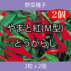 野菜種子 ECA やまと紅（Ｍ型）とうがらし 3粒 x 2個