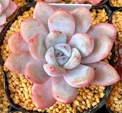 スターモンロー　エケベリア　韓国苗　多肉植物