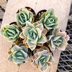 ちい　ラブリーローズ 鉢ごと そのまま メルカリ便 多肉植物 ラブリーローズ 鉢ごと 葉挿し メルカリ便 - メルカリ