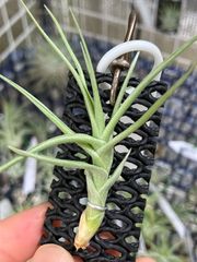 【メルカリ便】チランジア ベルゲリ ハイブリッド　Tillandsia bergeri hybrid キンクマ農園☆T0085