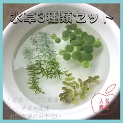水草4点セット(メルカリ便) - メルカリ
