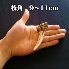 【鹿角】おまかせ 枝角 9cm～11cm エゾ鹿 エゾシカ えぞ鹿 用途自由 ペットおもちゃ、アクセサリー色々。北海道エゾシカつの