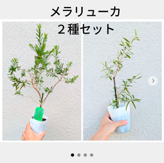 【２種セット】ティーツリー　メラリューカ　メラレウカ　苗木　庭木　ブラックティーツリー　レモンティーツリー　庭木　ハーブ