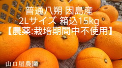 普通八朔　因島産　箱込10kg　2Lサイズ【農薬：栽培期間中不使用】防腐剤無　農家直送　訳あり