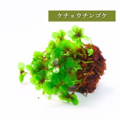 【高原の苔】 ケチョウチンゴケ かわいい見た目 テラリウム アクアテラリウム 苔 コケ 日陰向き クローズ 密閉容器向け 100本