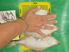 鳥取賀露産　干しエテカレイ　３匹