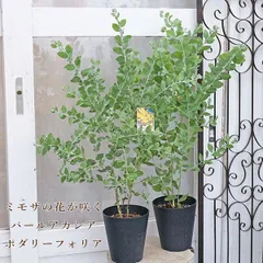 感謝SALE!もりもりミモザのリース　26㎝　銀葉アカシア　花かんざし　春 ミモザのリース💛 2年前にホームセンターで50cmも無い苗木を購入