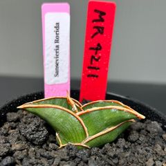 サンスベリア　ロリダ　発根済