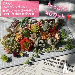 2024年最新】多肉 花うららの人気アイテム - メルカリ