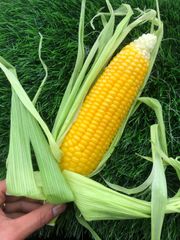 4/28日より収穫・順次発送開始🚩朝採りたて！とうもろこし🌽6本！【本州の方限定】