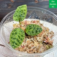 ビカクシダ】リドレイ（幼苗）R-00144【コウモリラン】 - メルカリ