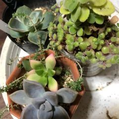 多肉植物　寄せ植え