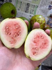 1日数量限定！大人気　沖縄産ピンクグァバ　1.5キロ