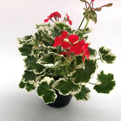 カラーリーフゼラニウム　フラワーオブスプリング 斑入り　赤花　天竺葵　葉　紅葉