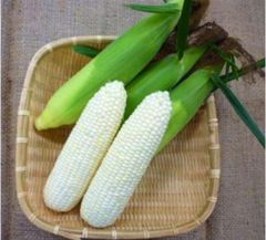 ホワイトショコラ 5kg入り 北海道産10〜12本程度