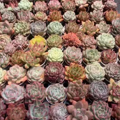 2季節のおまかせ5個多肉植物4CM-6CM 大美苗 エケベリア 韓国苗