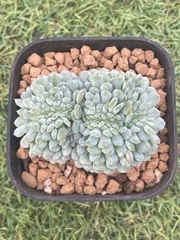 25#多肉植物アエオニウム❤️ ナガ女王 セッカ ❤️19cm拔き苗 Amazon.co.jp: 農園直売 多肉植物 寄せ植え アエオニウム属 朝霞