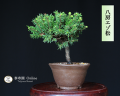 八房エゾ松【蝦夷松】ミニ盆栽 ・小品盆栽 【泰寿園 Online】現品 一点物 優良素材 松 盆栽 松柏 室内 鑑賞 趣味 盆栽鉢 グリーン 和 ギフト プレゼント 贈答品 ミニ盆栽 誕生日 母の日 父の日 敬老の日 記念日 お祝い 初心者 インテリア 3
