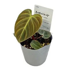 鷲尾伶菜 缶バッジ qNFncg287VCiGAzw.jpg