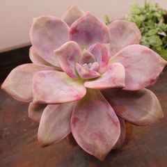 MA057	パープルデライト錦	【イータニク】多肉植物　韓国苗　第四種郵便発送