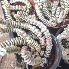 ☆ファンタジー☆クラッスラ　多肉植物