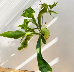 【417NL】【第4種郵便発送商品】ビカクシダ（コウモリラン）ネザーランドの苔玉