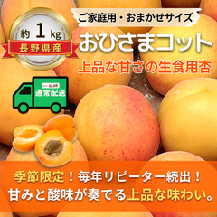 おひさまコット～上品な甘さの生食用杏～【内容量】約1kg【配送方法】通常配送【サイズ】当店お任せ【品目】杏（あんず）【品種】当店お任せ【産地】長野県【規格】ご家庭用A品B品混合【詰め方】バラ詰め【配送までの日数】1～4日