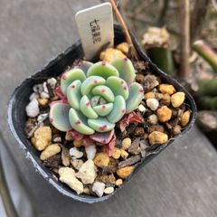 七福美尼　抜き苗　多肉植物　モフ多肉