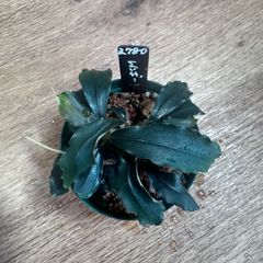 Bucephalandra sp. Sintang-5 Diablo - メルカリ