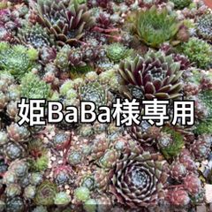 姫BaBa様専用センペルビウム12種類セット♡𝐍𝐨. 𝟏