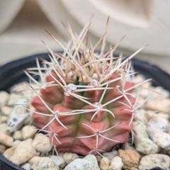 サボテン　ギムノカリキウム属　翠晃冠